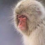 Japanese macaque