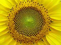 Fibonacci Sequence - sunflower